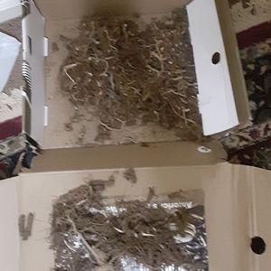 Good quality ginseng $400 pound dry